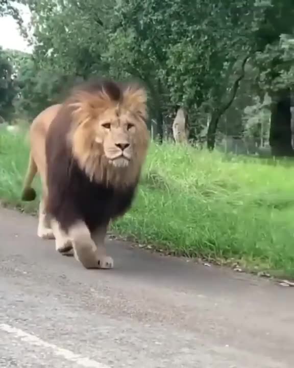 Huge Barbary Lion Walking On The Road