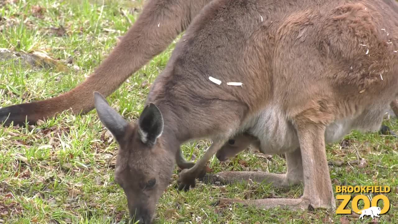 Kangaroo Joey