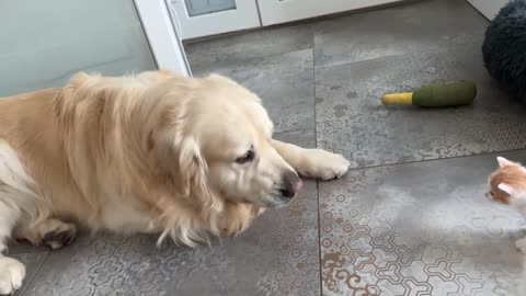 Mom Cat Shows Baby Kittens how to be friends with a Golden Retriever