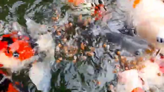 feed beautiful and aggressive ornamental fish part 1