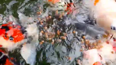 feed beautiful and aggressive ornamental fish part 1