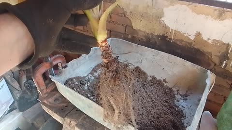 BONSAI de pé de abacaxi, será que da certo.