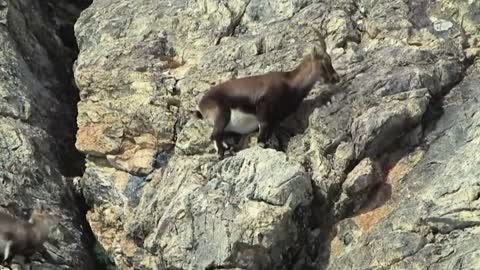 ¡¡¡ Estas CABRAS de montaña Desafían a la MUERTE !!!8