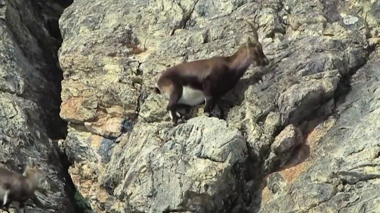 ¡¡¡ Estas CABRAS de montaña Desafían a la MUERTE !!!8