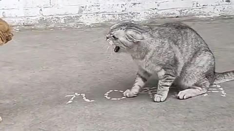 Funny cats and pets |watching 🤣