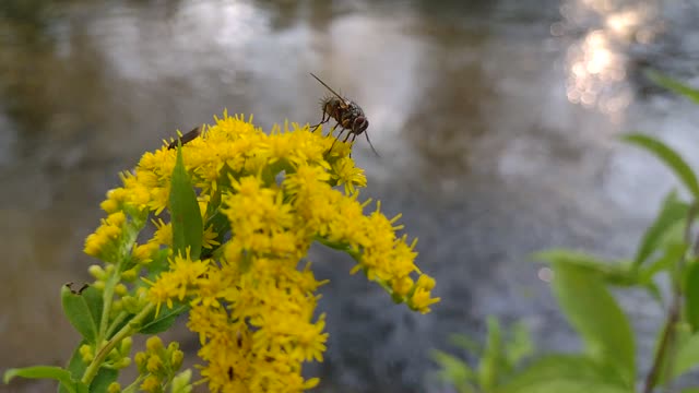 Wild - Dustin Lee Bursley