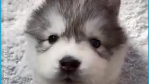 Siberian Husky Howling❤💕🎉 For The First Time😍😘🥰