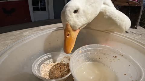 Duck ASMR (wrinkle eats as much as possible, as fast as possible)