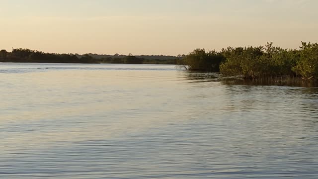 Dolphin Pod Gets Evening Meal