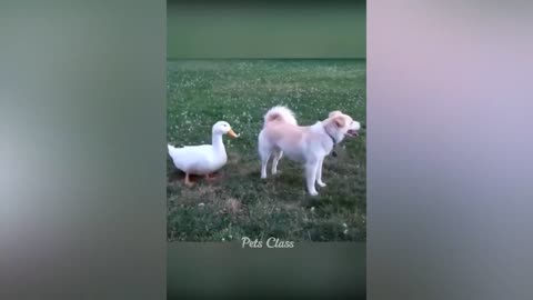 Funny Animal Videos