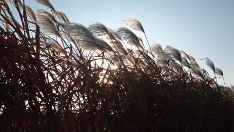 Silver grass and sunshine