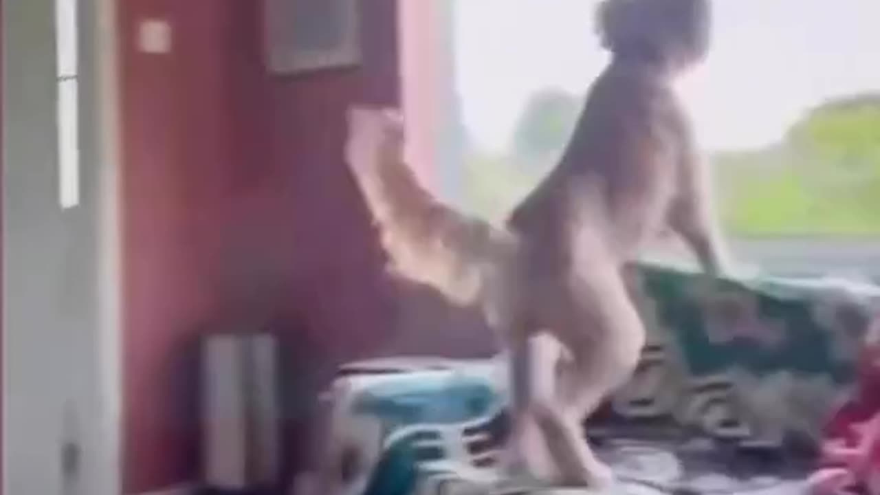 Funny Animal videos