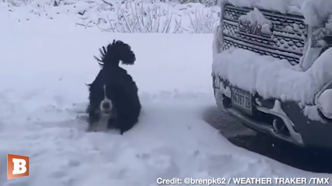 Dog Has a Ball Playing in Heavy Snow in Buckfield, ME