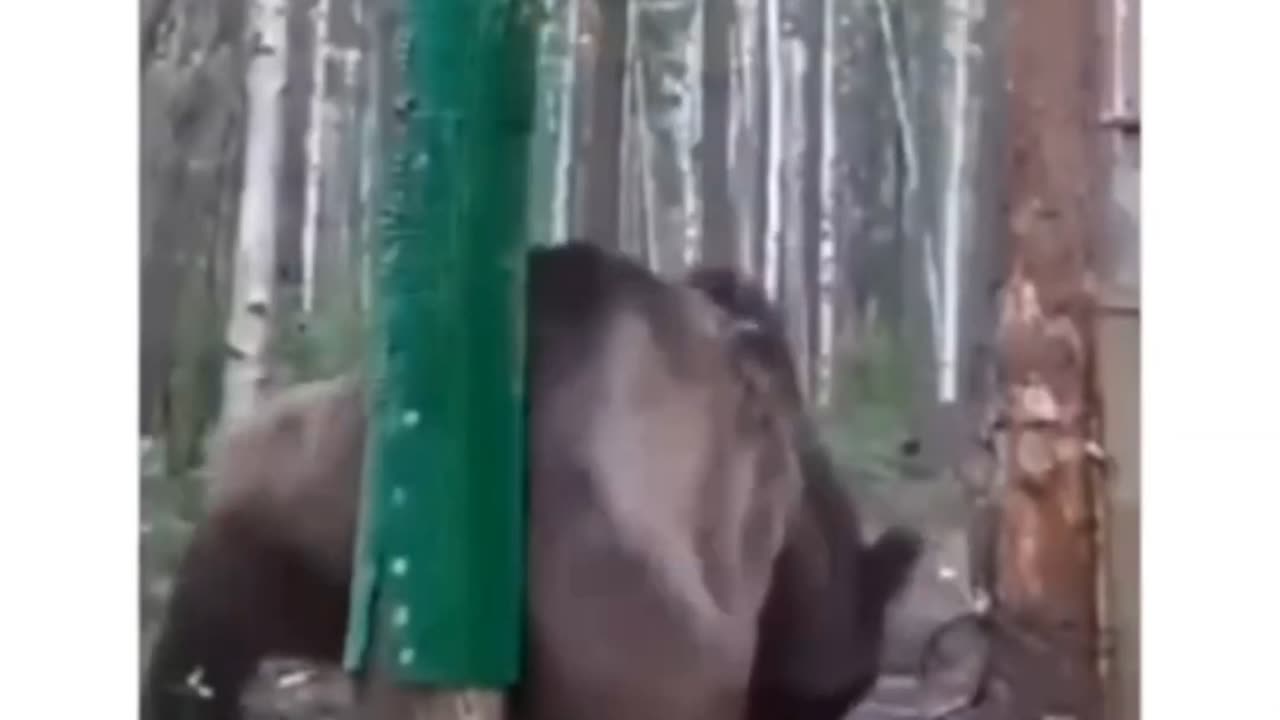 Bro accidentally maid a bear stripper pole