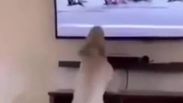 Funny Animal Videos 2022 😂 - Funniest Cats And Dogs Videos 😺😍 #38