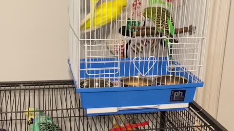 Rescued Parakeets First Day at Aviary