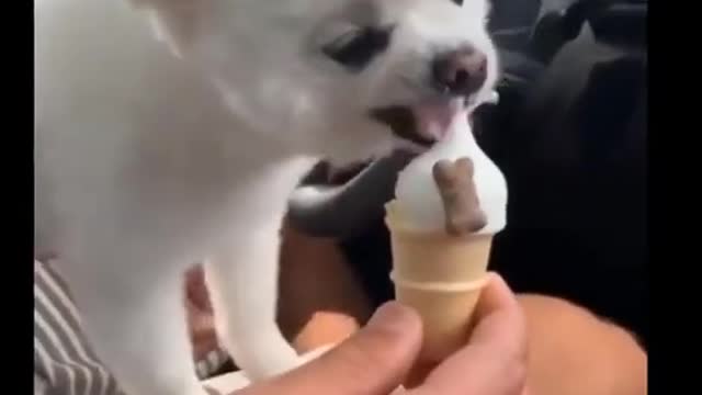 new cute dog eating icecream video