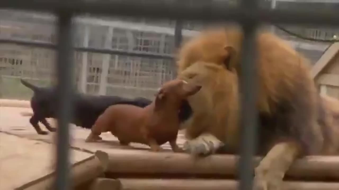 dog being pampered by a lion