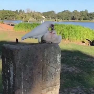 Sounds like a fowl play