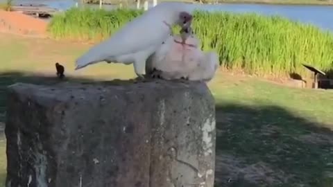 Sounds like a fowl play