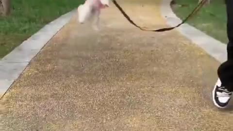 Such a cute dog do you want one