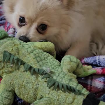 🐶🎉 Adorable 1-Year-Old Pomeranian's Pure Joy Over New Toy! 🦴