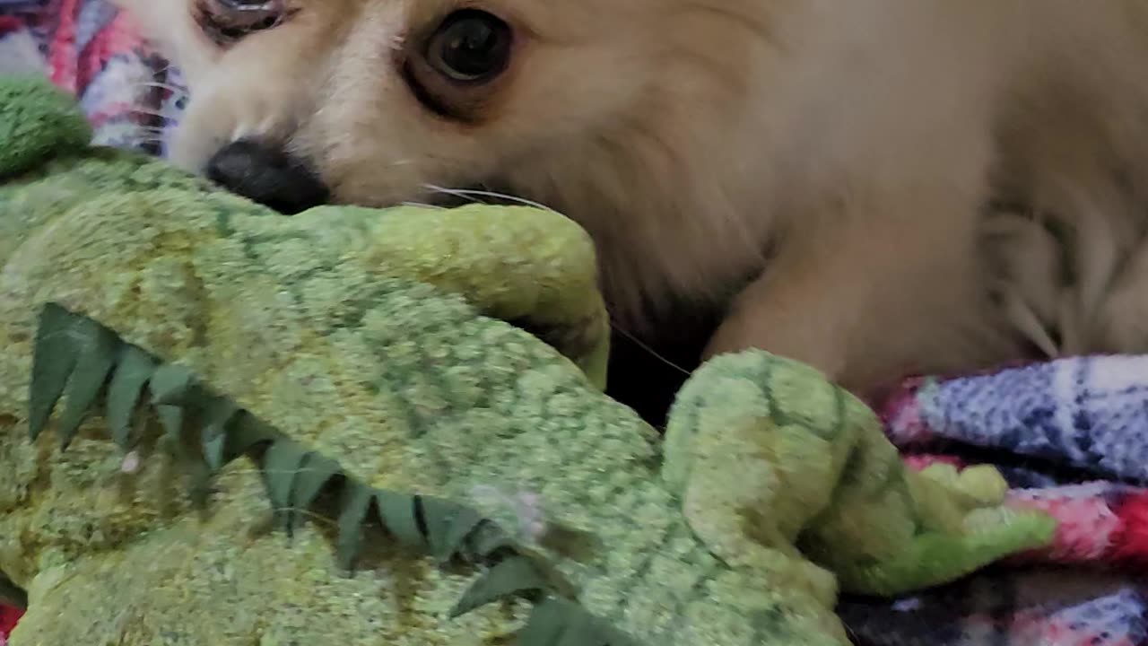 🐶🎉 Adorable 1-Year-Old Pomeranian's Pure Joy Over New Toy! 🦴