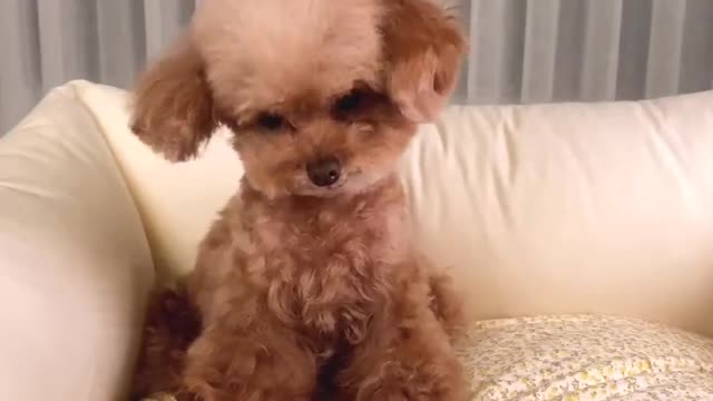μμ
~~πΉ #λ―ΈμμλΌ #foryou #fyp #soonent #dog #pet #toypoodle