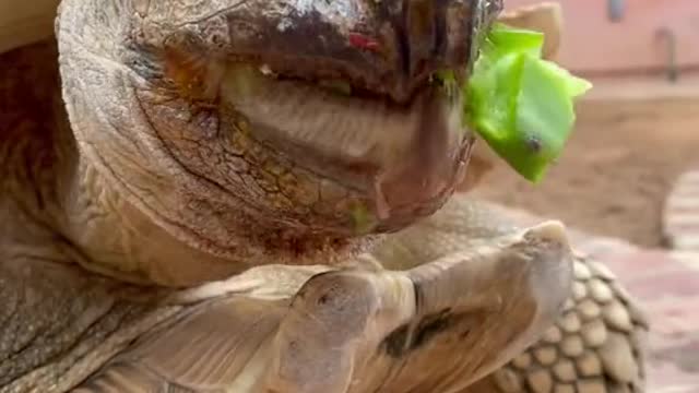 Nom nom nom 🐢✨💕 happy Thursday