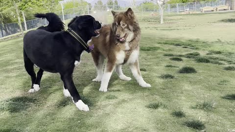 Dogs at dog park