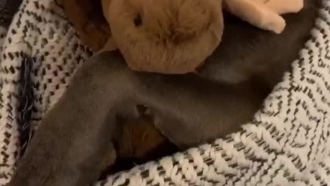 Funniest DOG Videos Ever!!