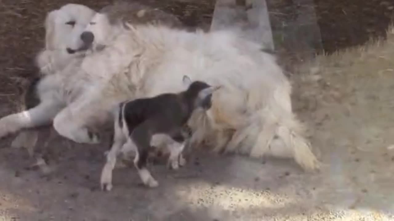 Dog lovingly babysits cute baby goats