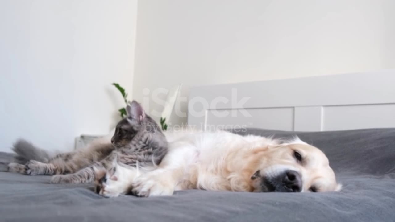 Dog sleeping with cat