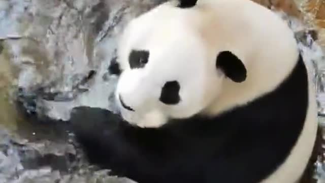Panda's swimming time