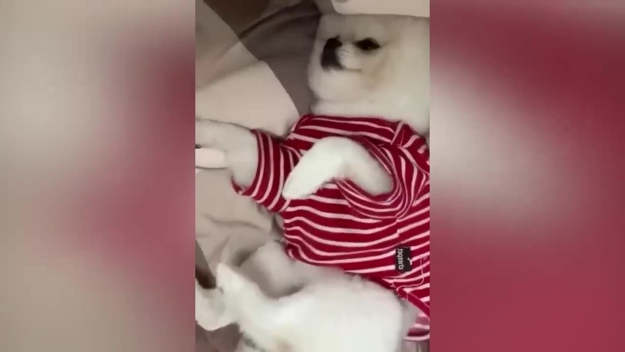 Funniest Animals π 2023 πΊπΆ Part 3
