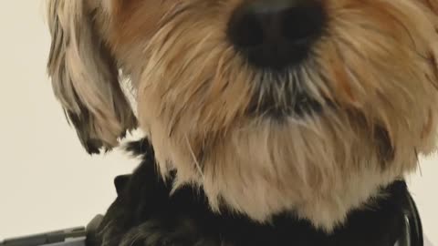 Comedy videos