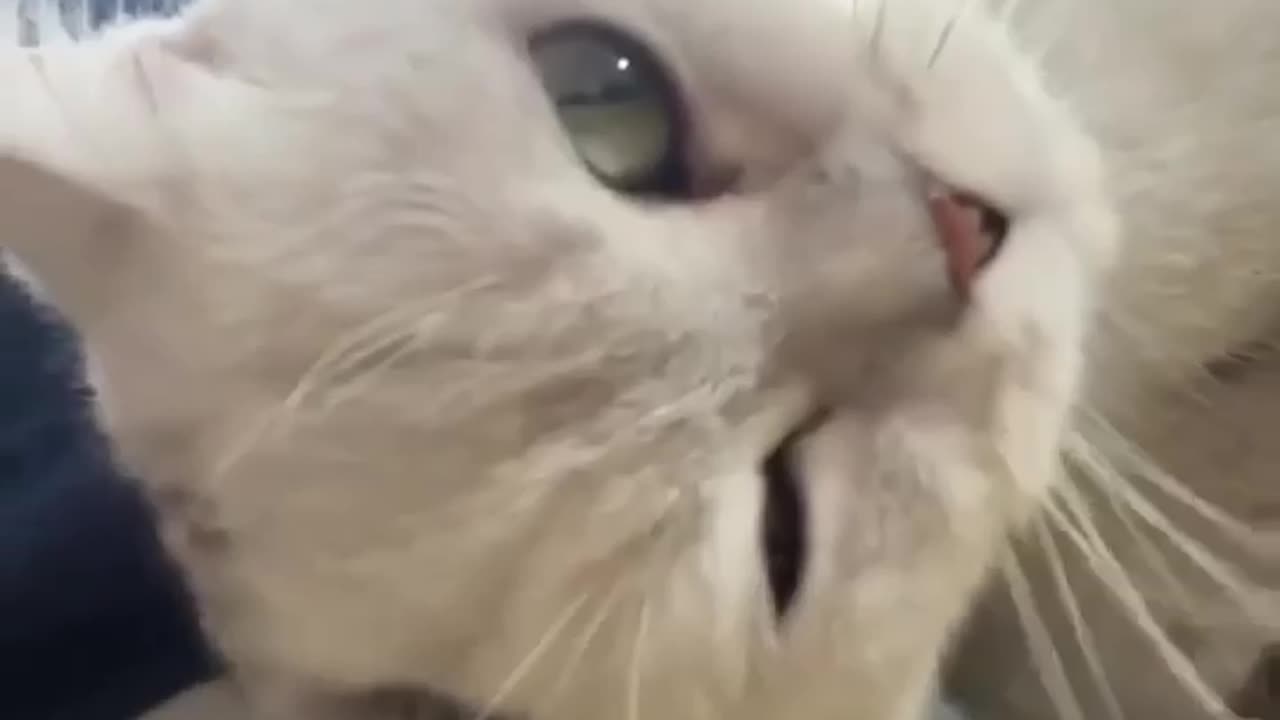 Funny cat