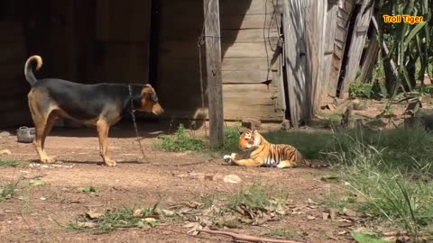 Wow Fake Tiger vs Real Dog Prank Funny Video Try not to Laugh