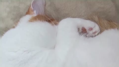 Snoring Cat