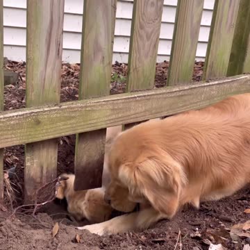 we will meet by this fence everyday share dirt and a kiss