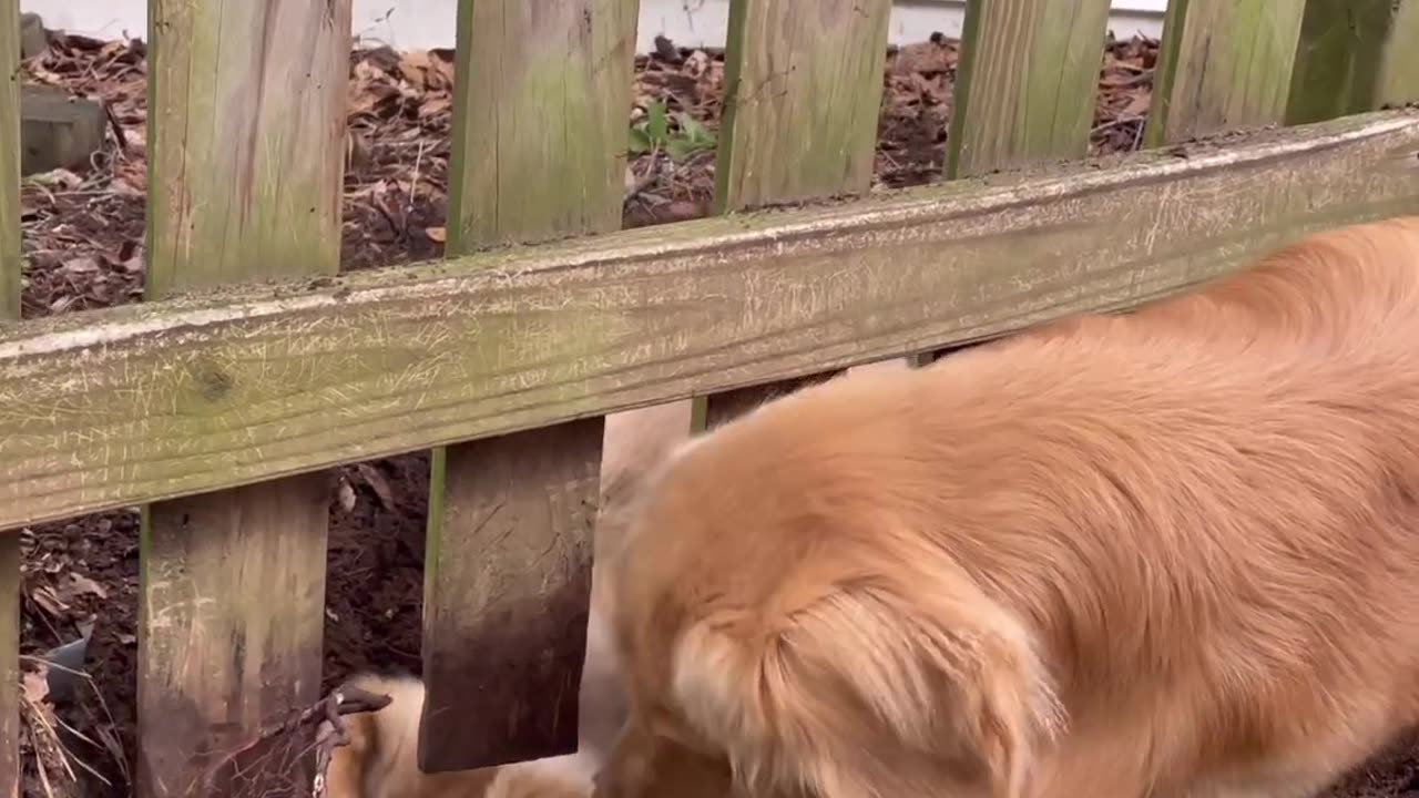 we will meet by this fence everyday share dirt and a kiss