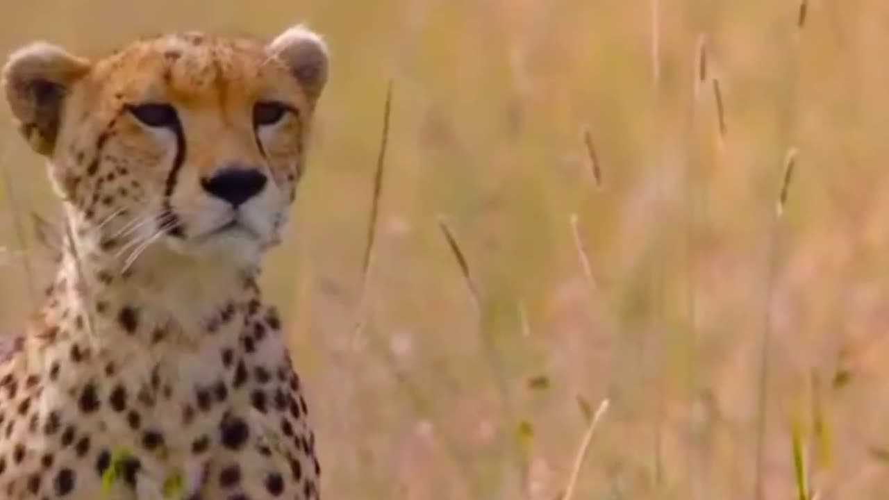 Cheetah - Chase Compilation