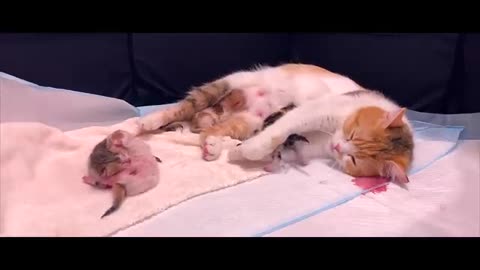 Cat give birth babay very pain fully poroceger for a mother