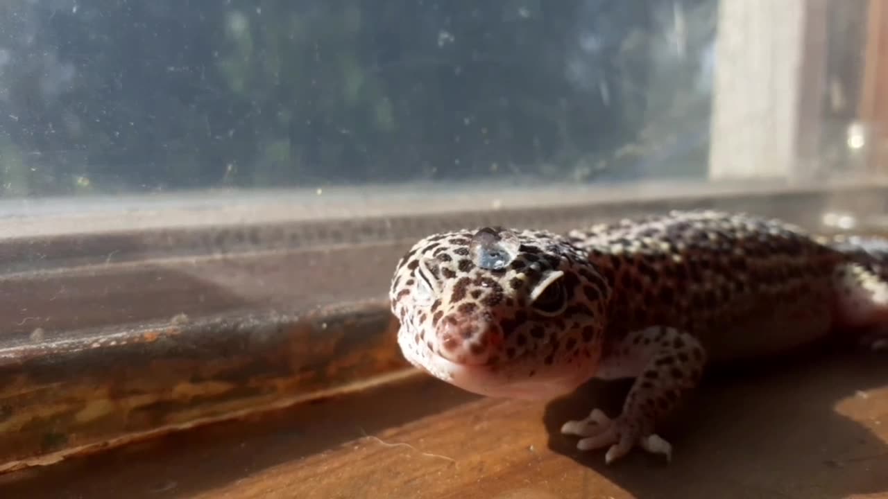 Did you know that all Geckos have hydrophobic skin?