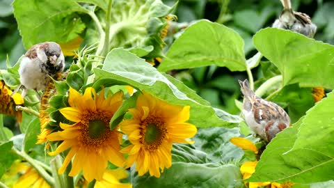 bird sparrow sunflower
