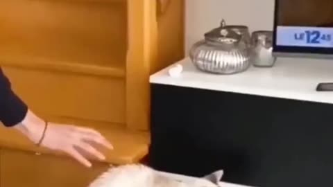 Pet funny videos