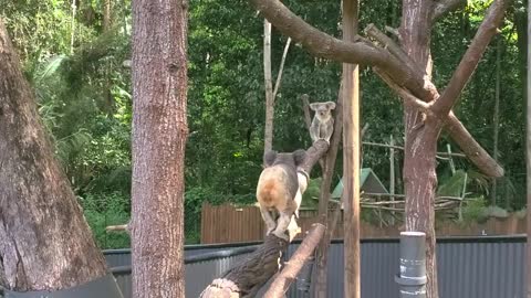 Mr. Koala is feeling romantic