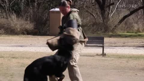 How Military Dogs Are Trained | Boot Camp | Business Insider