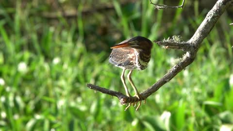 Un oiseau étourdi par le gazouillis des oiseaux