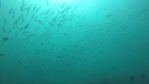 fishes underwater in thailand